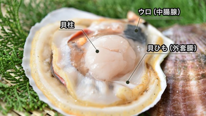 ホタテ海の部位 ウロ、貝柱、貝ひも